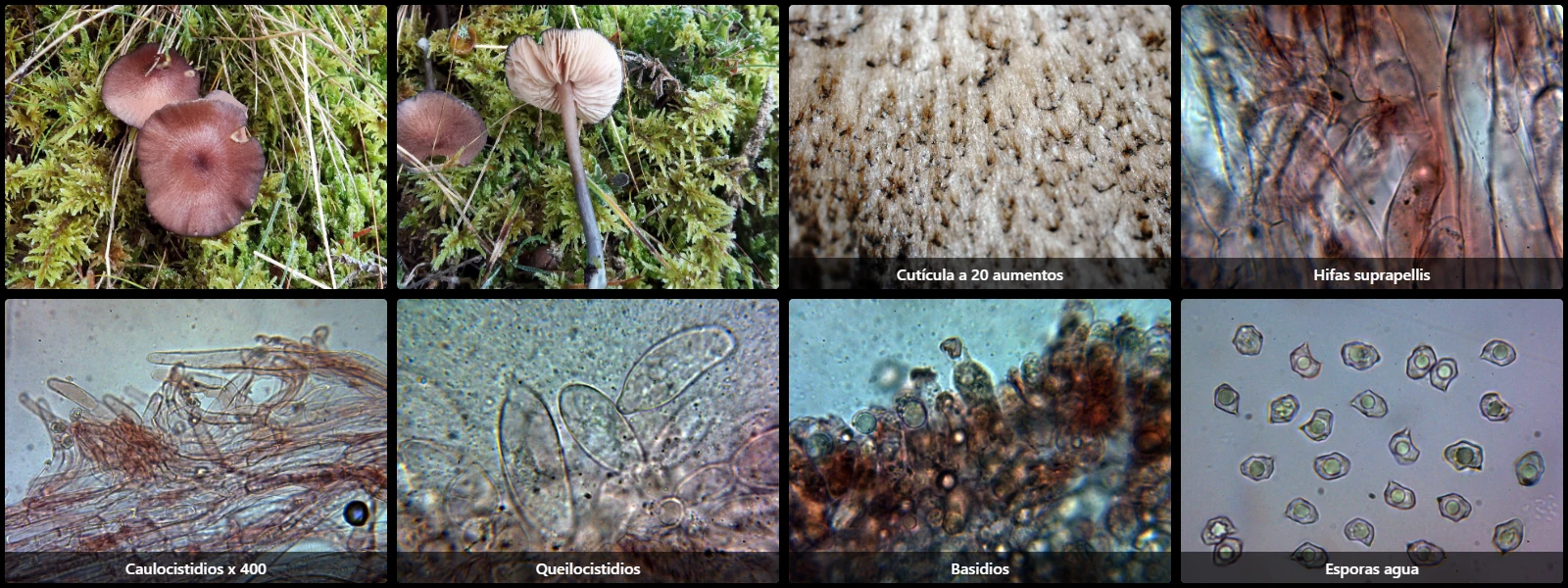 Entoloma catalaunicum