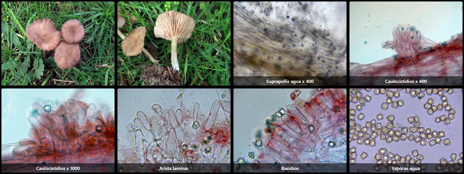 Entoloma cistophilum