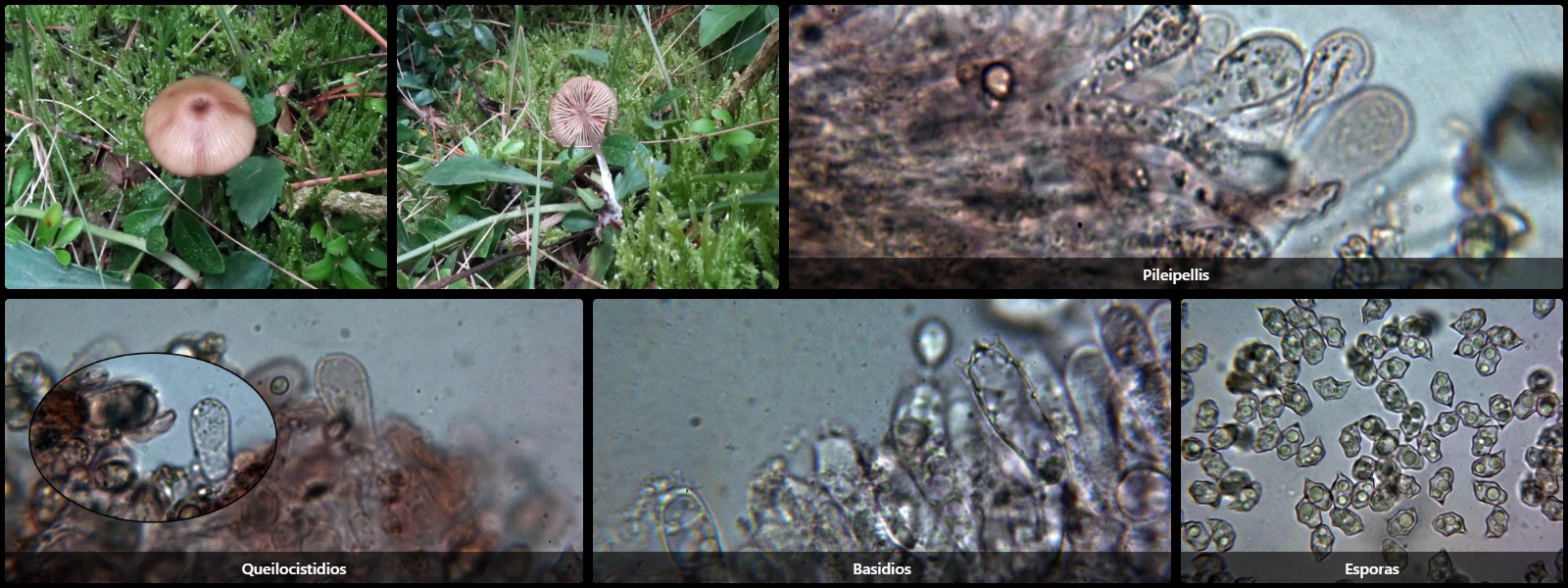 Entoloma formosum