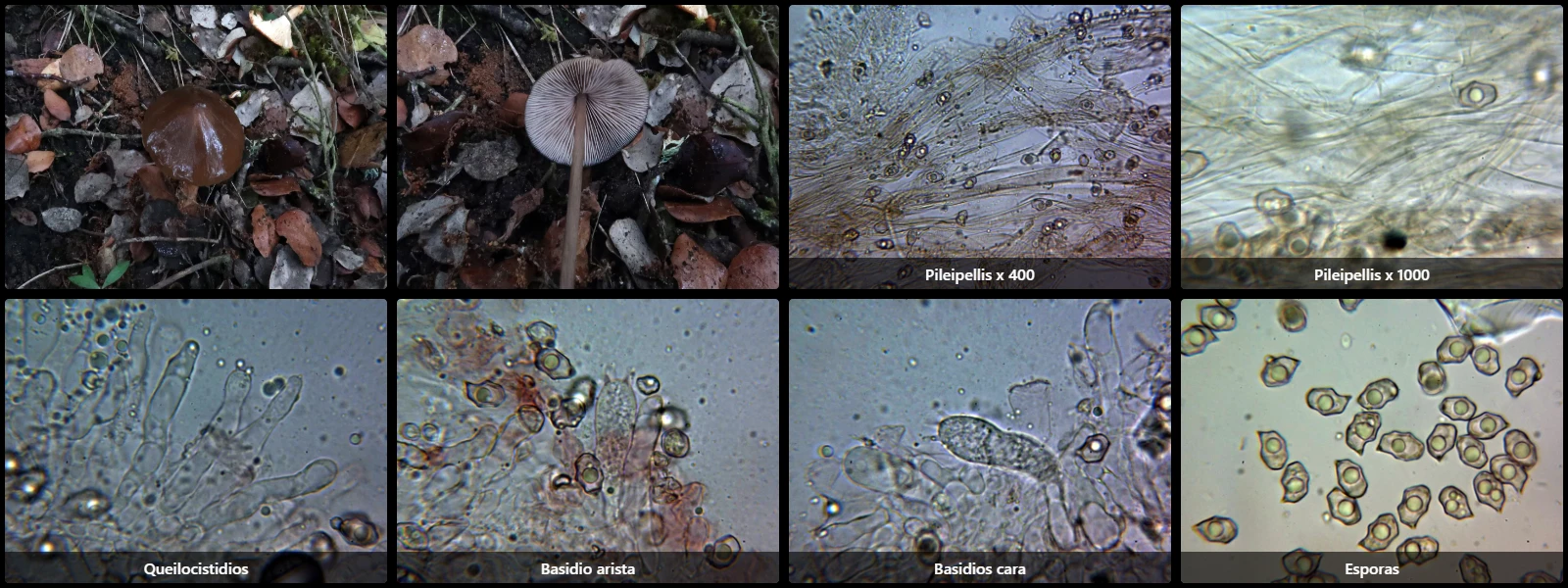 Entoloma fuscohebes