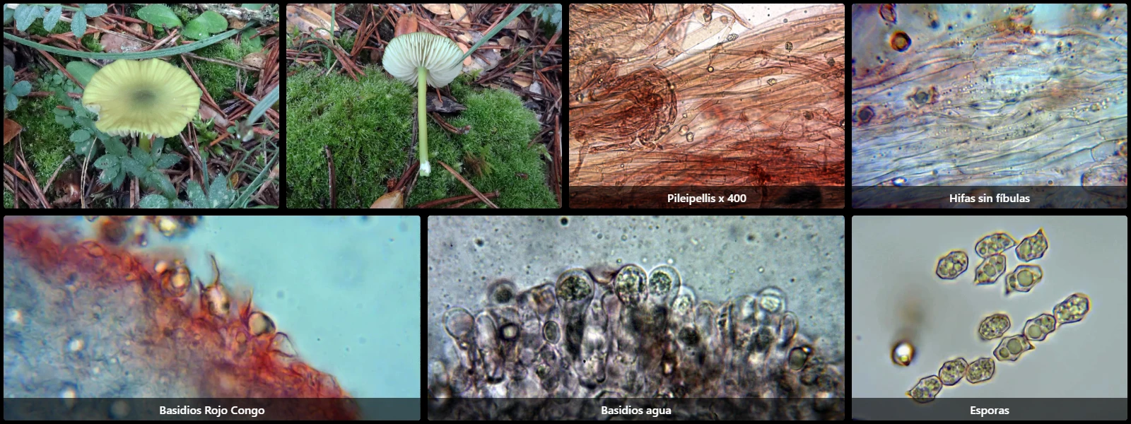 Entoloma incanum