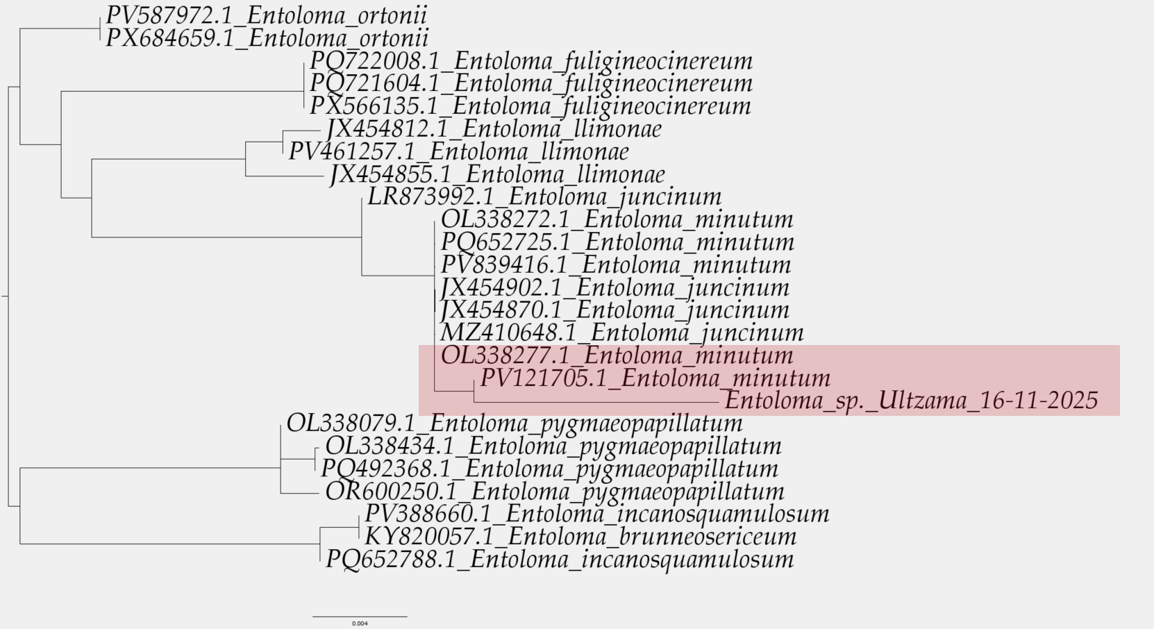 Arbol filogenético.jpg
