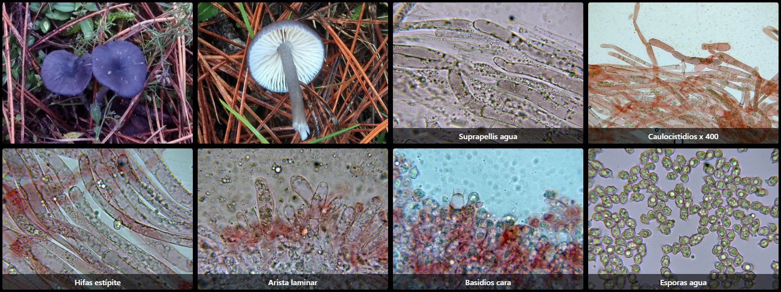 Entoloma mougeotii