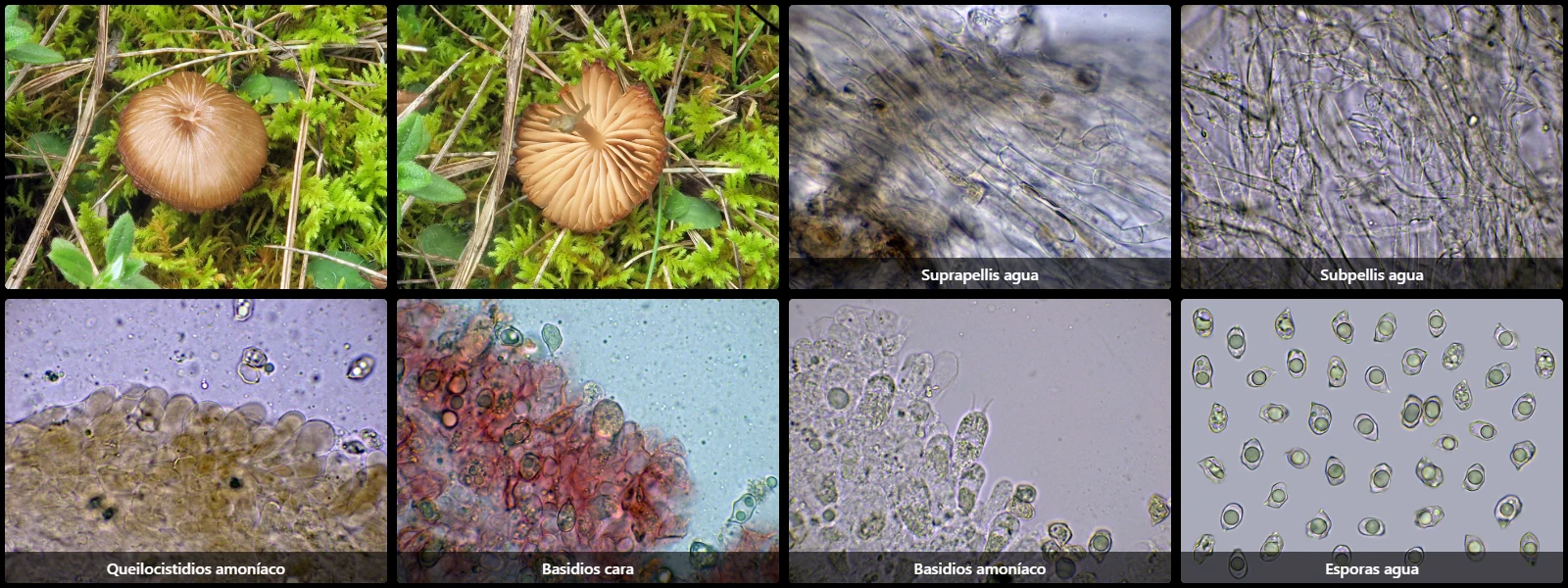 Entoloma ochromicaceum