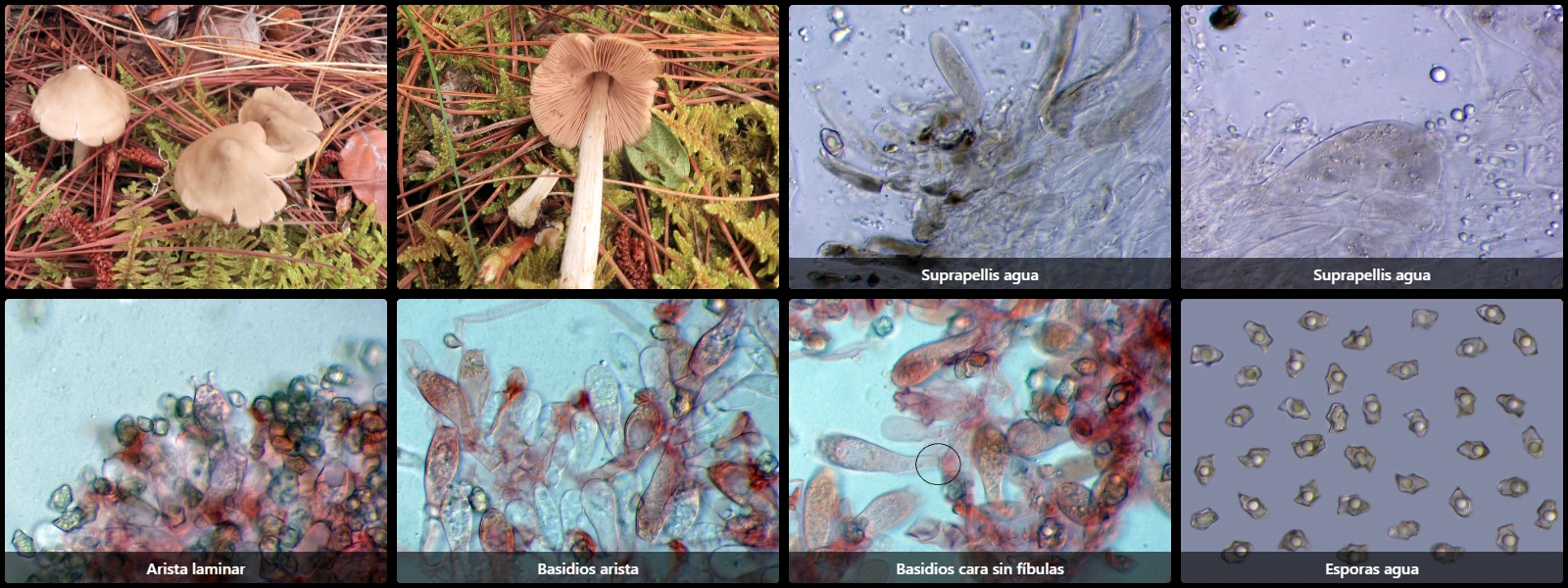 Entoloma paraconferendum