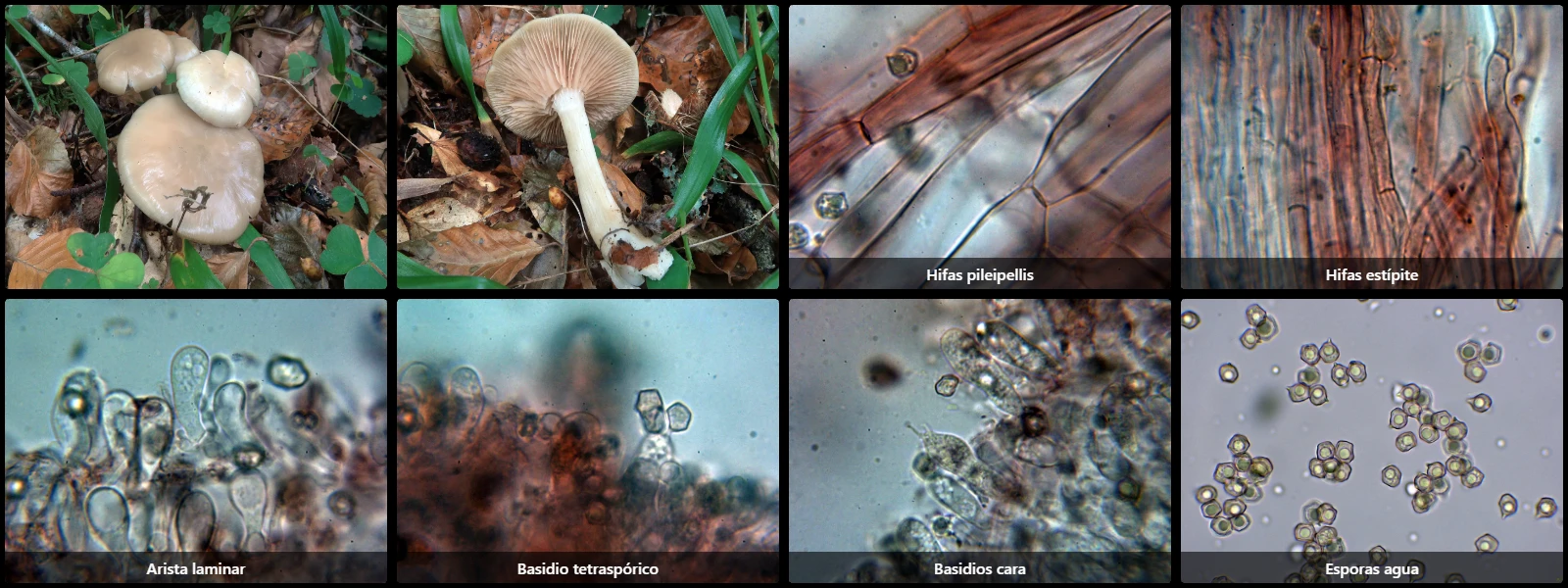 Entoloma rhodopolium