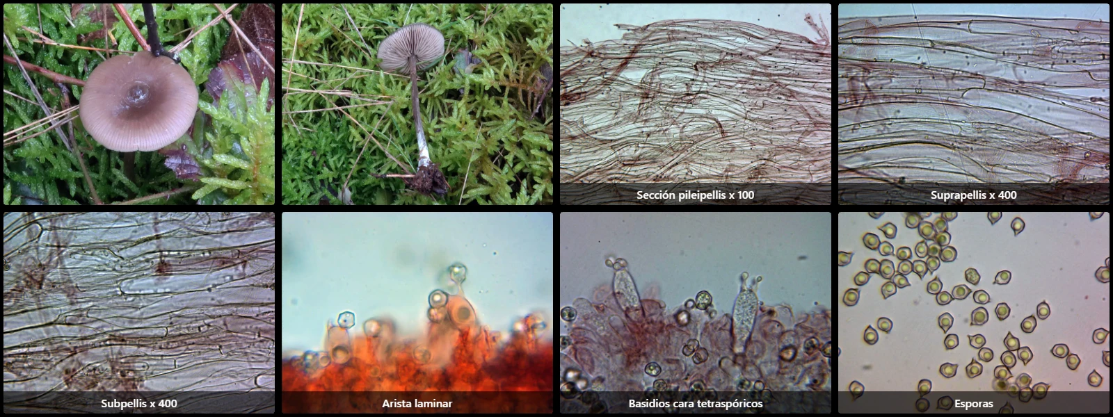 Entoloma sericeum