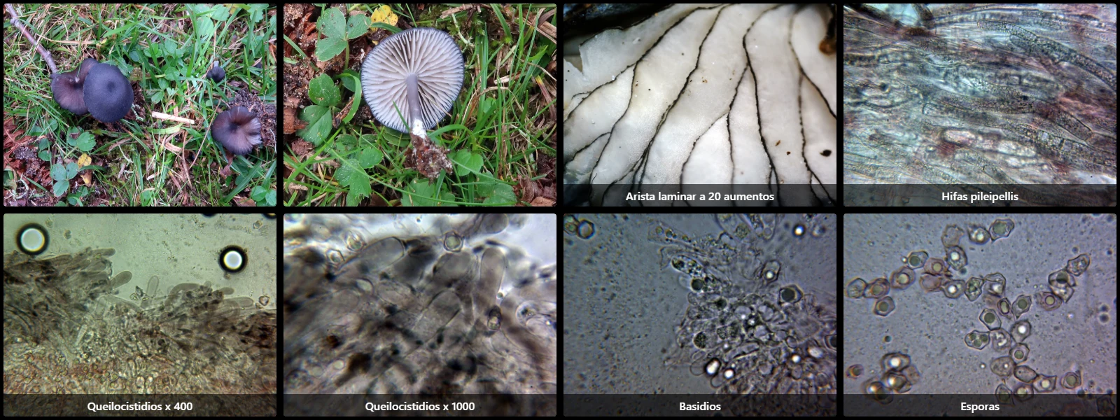Entoloma serrulatum