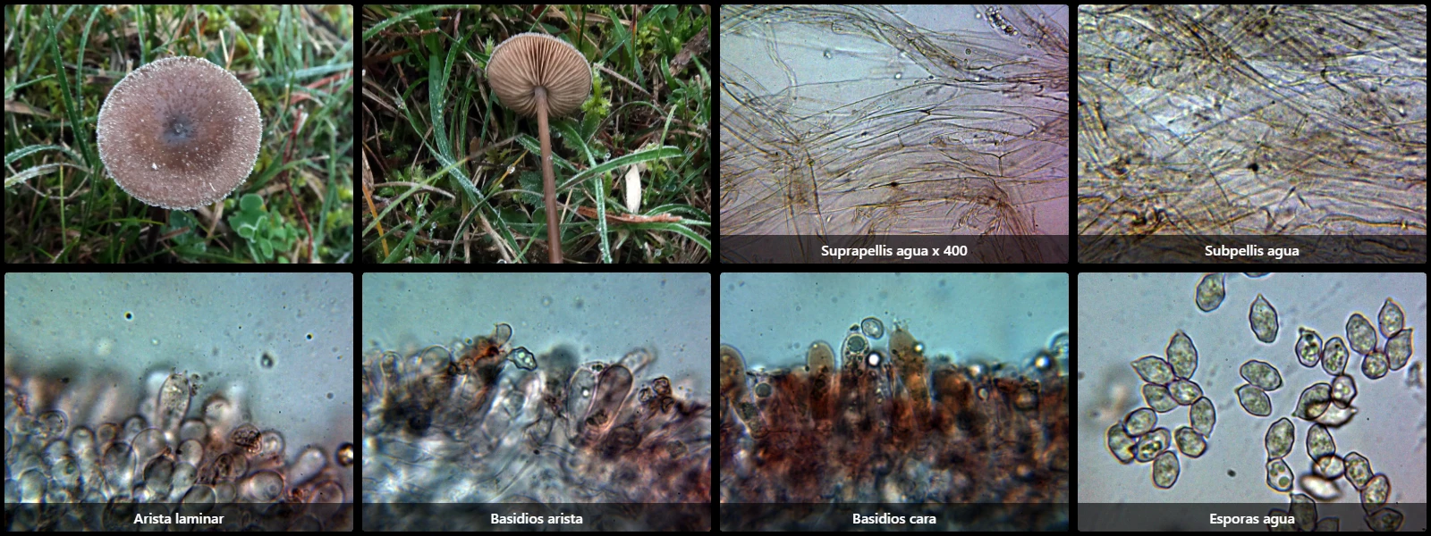 Entoloma tenellum