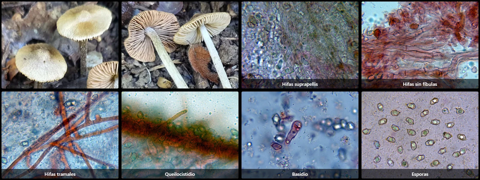 Entoloma versatile