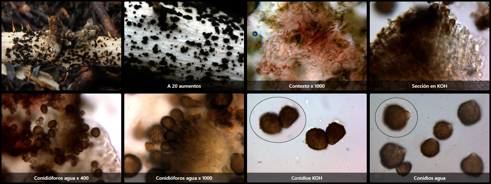 Epicoccum nigrum