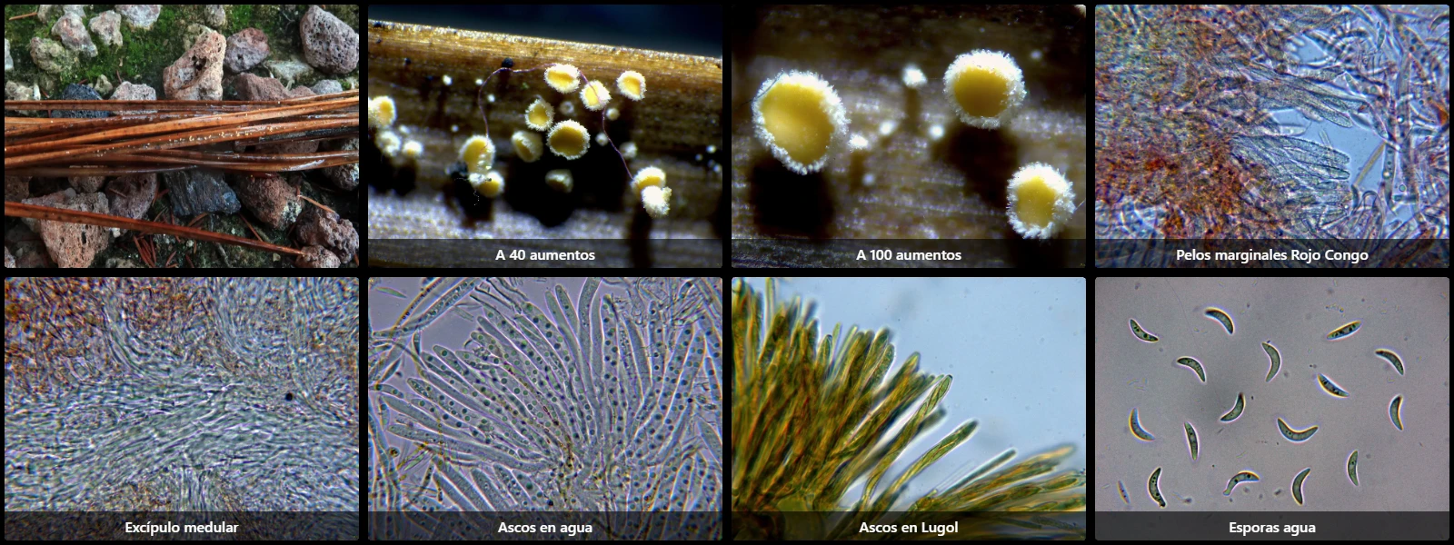 Erioscyphella lunata