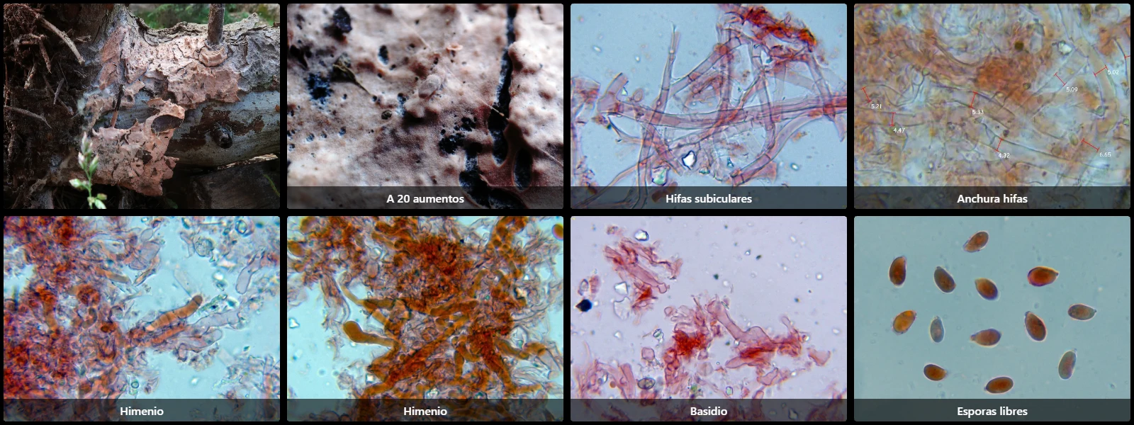 Erythricium hypnophilum