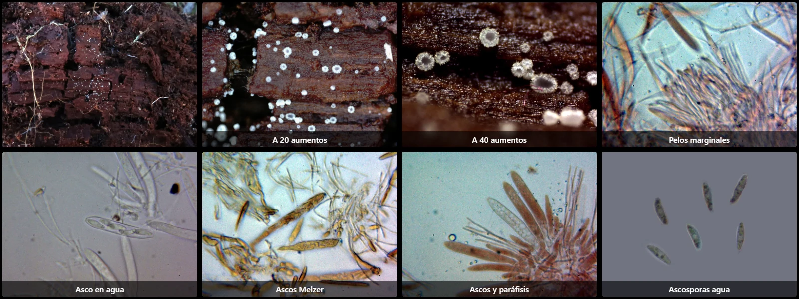 Eupezizella britannica