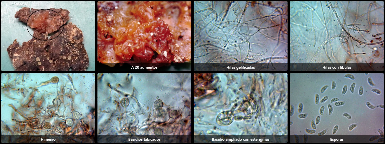 Exidia repanda