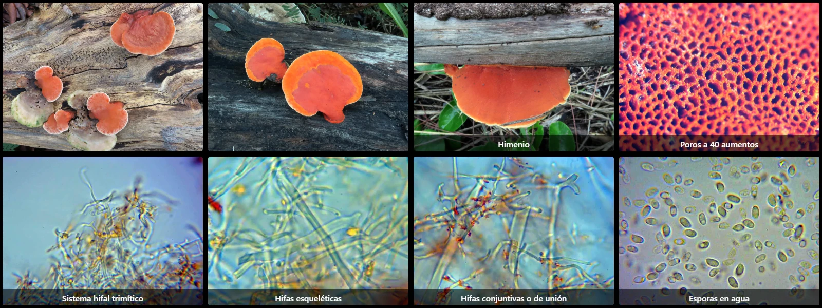 Microscopía de Fabisporus sanguineus
