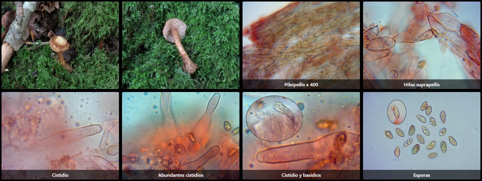 Flammulaster granulosus