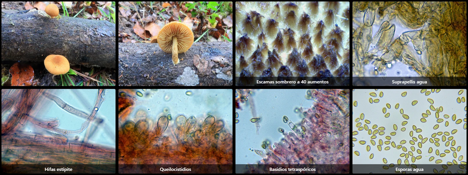 Flammulaster limulatus