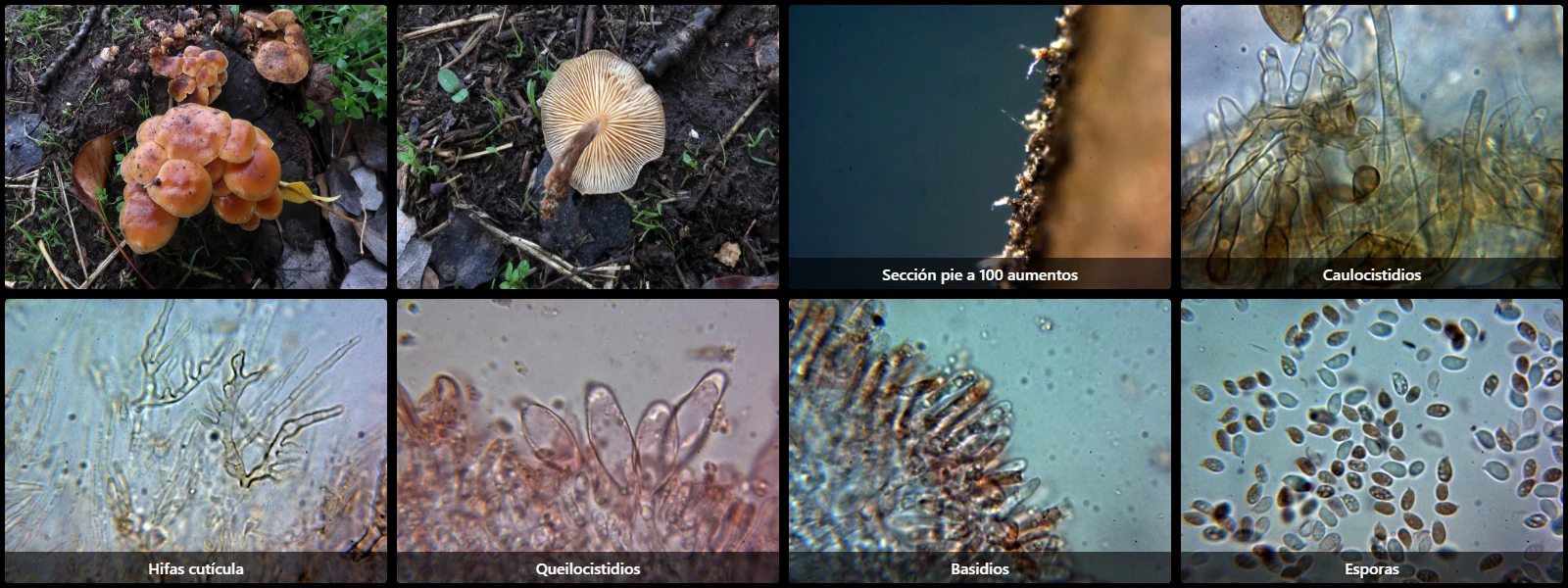 Flammulina velutipes