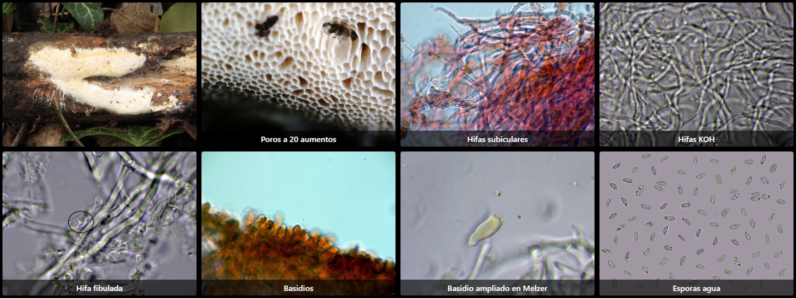 Flavidoporia pulvinascens