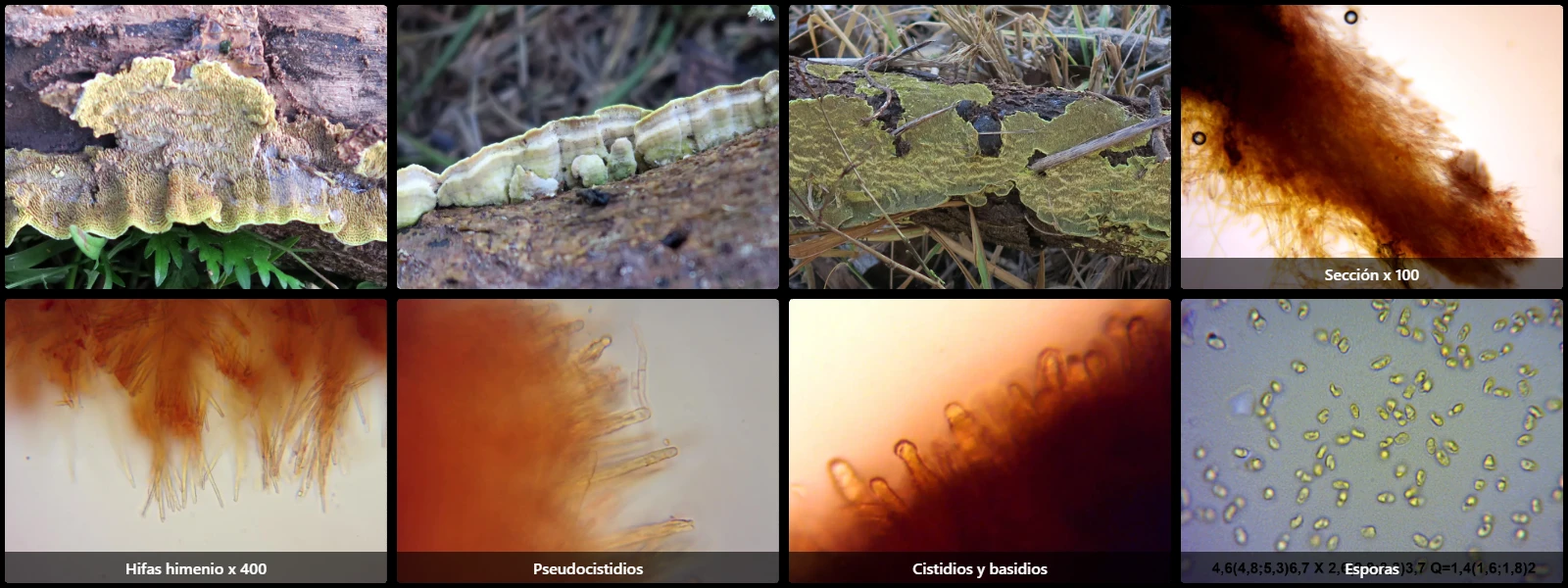 Flavodon flavus