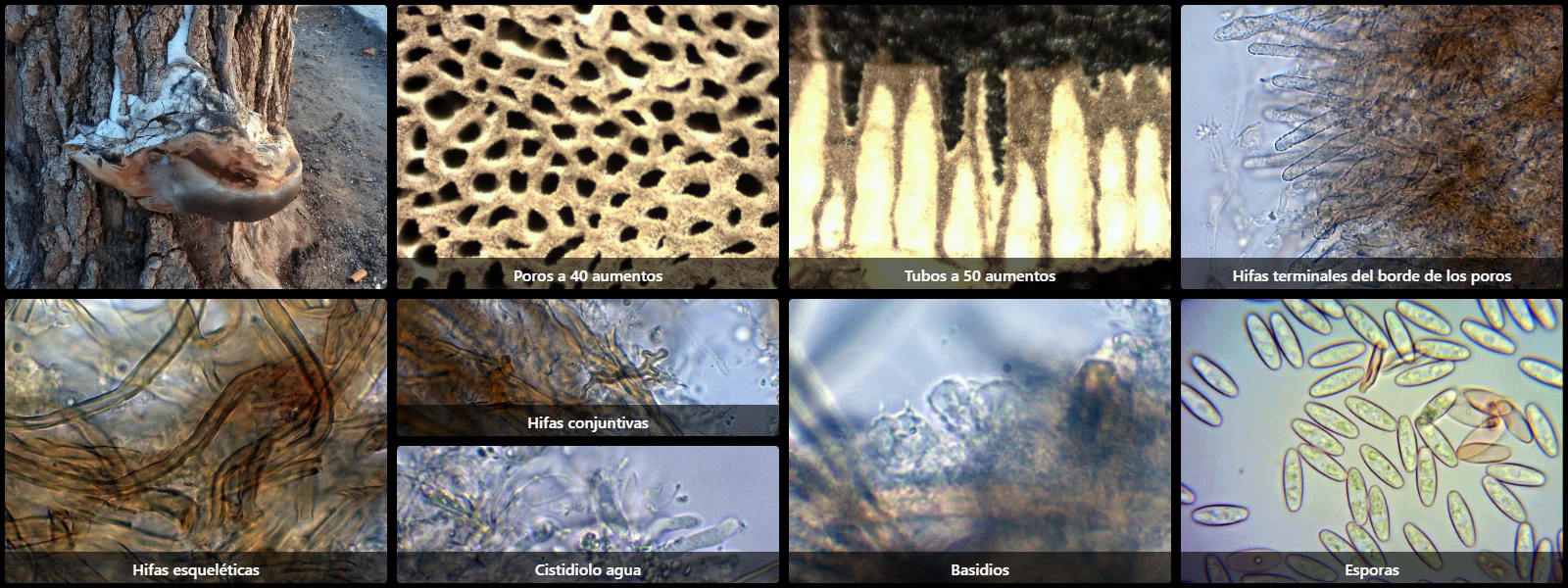 Microscopía de Fomes fomentarius