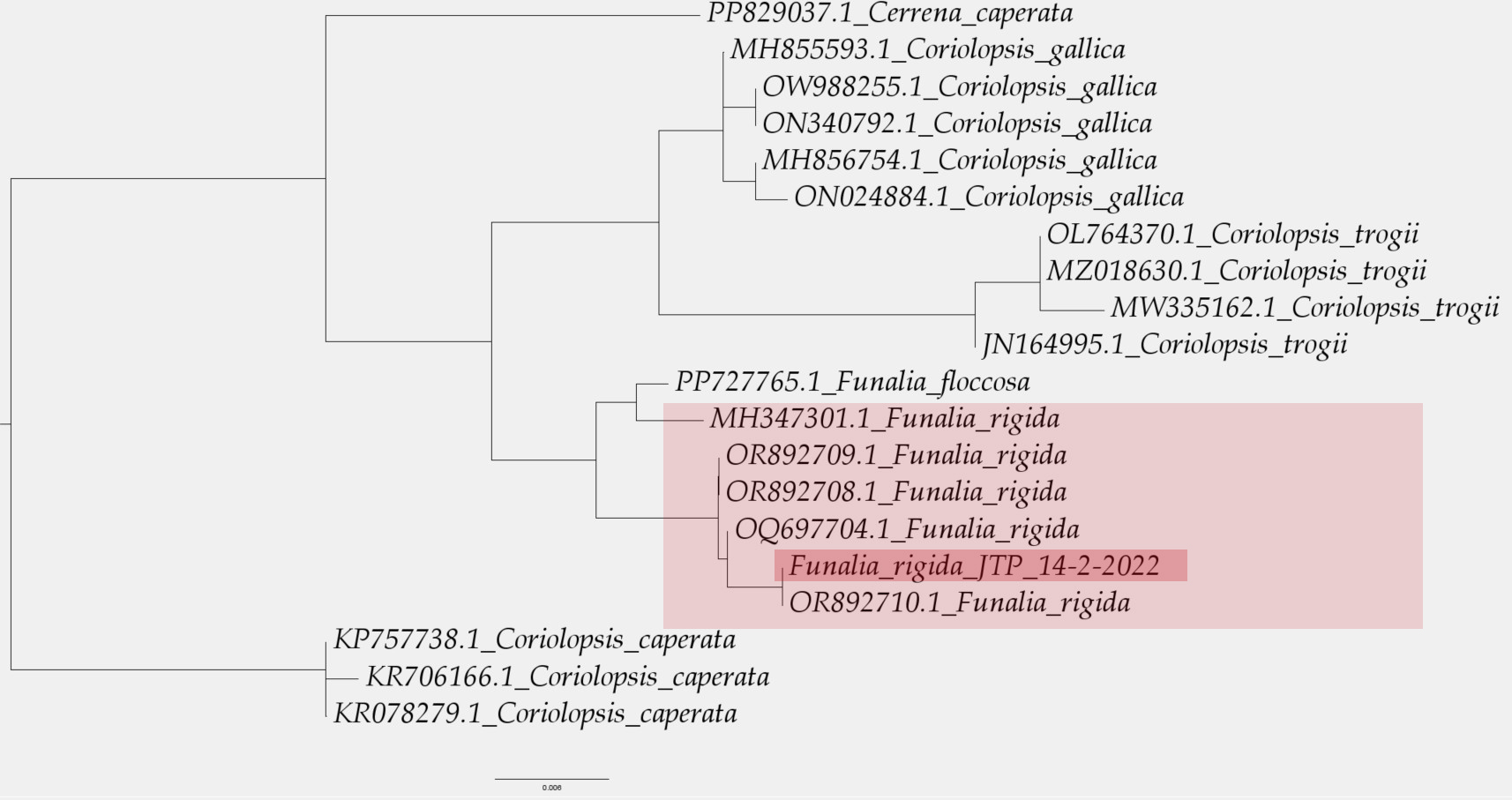 Arbol filogenético.jpg