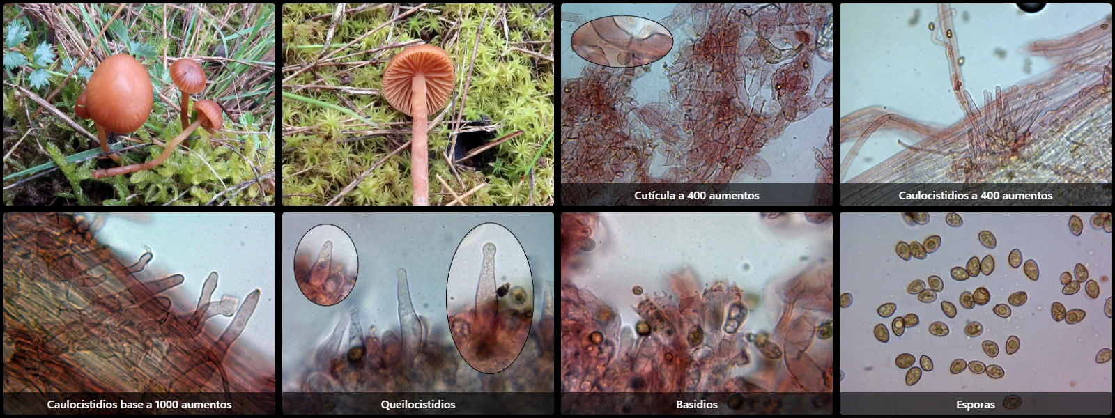Galerina caulocystidiata