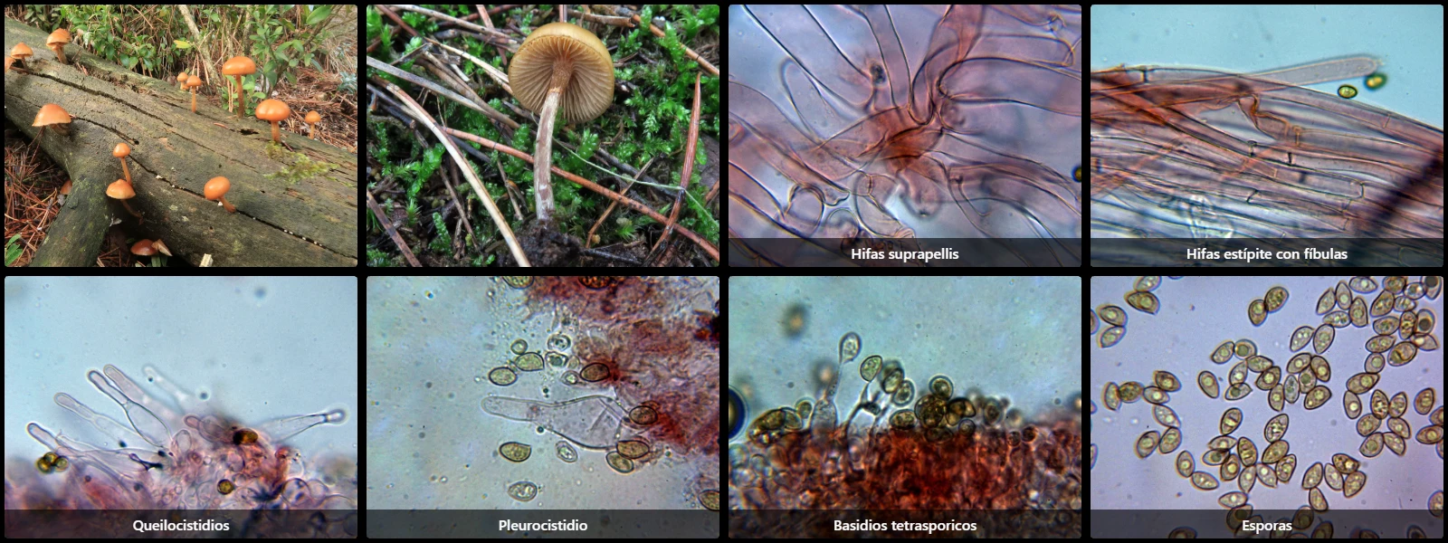 Galerina marginata