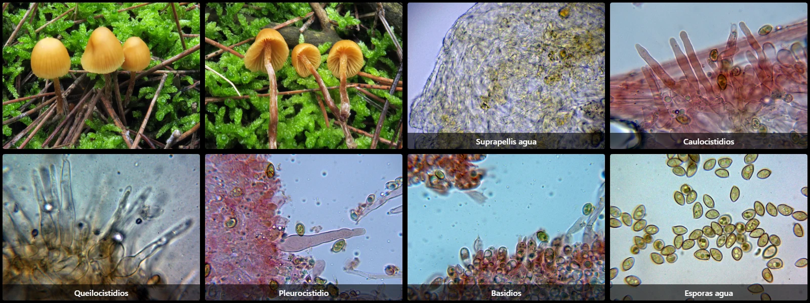 Galerina vittiformis