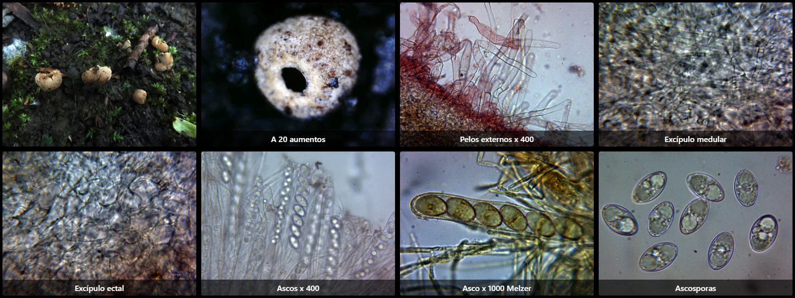 Geopora tenuis