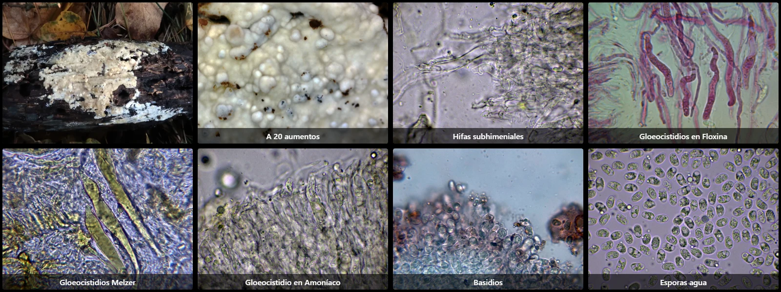 Gloeocystidiellum luridum