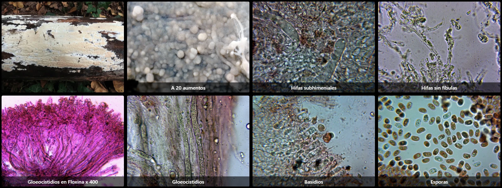 Gloiothele lactescens