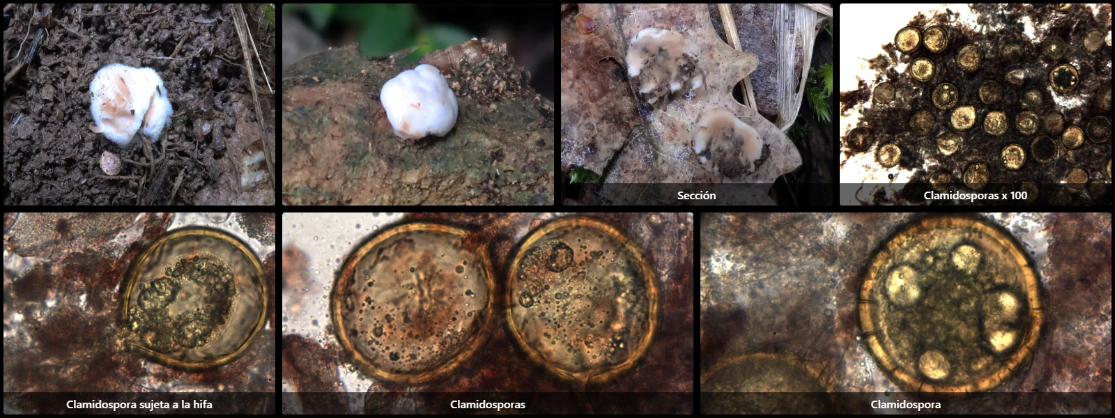 Glomus macrocarpum
