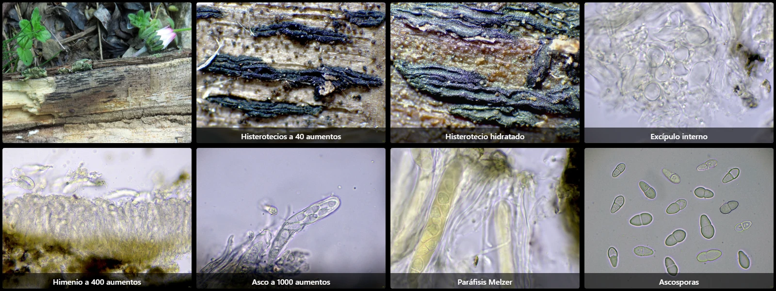 Microscopía de Glonium lineare