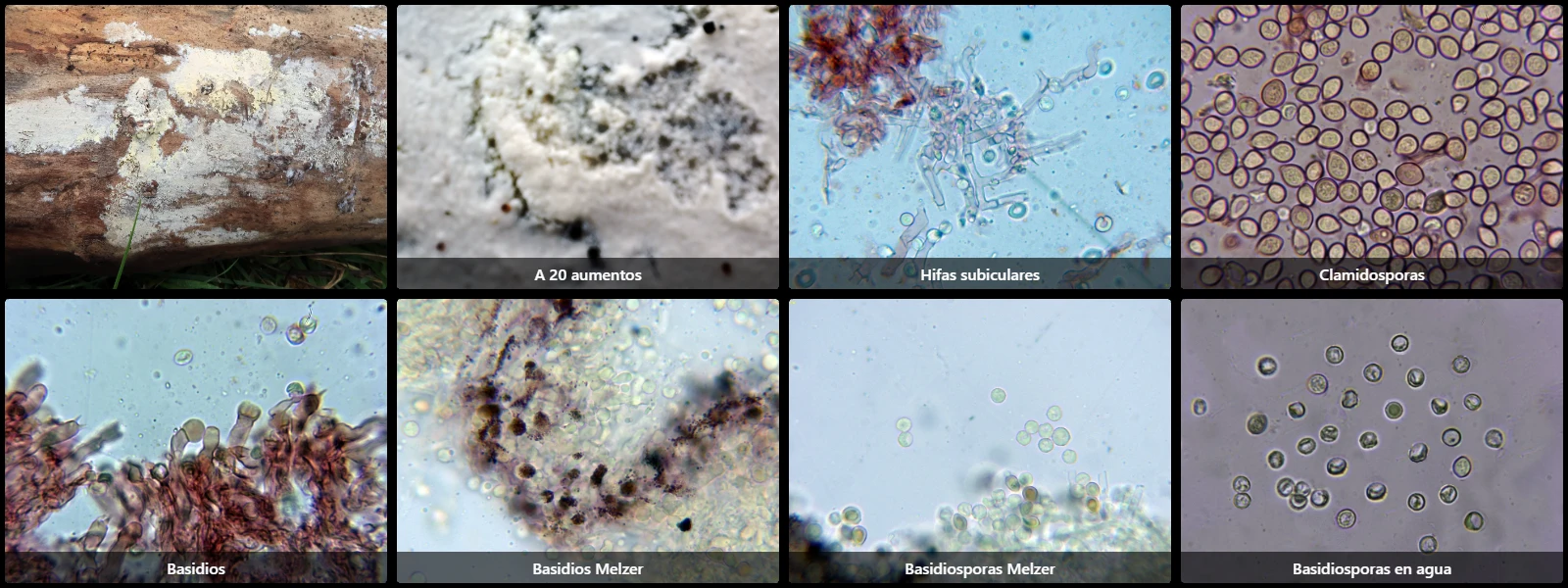 Granulobasidium vellereum