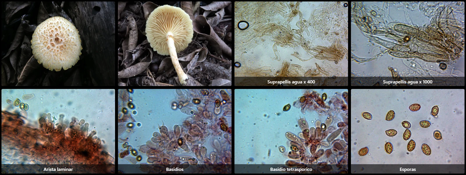 Gymnopilus fulvosquamulosus