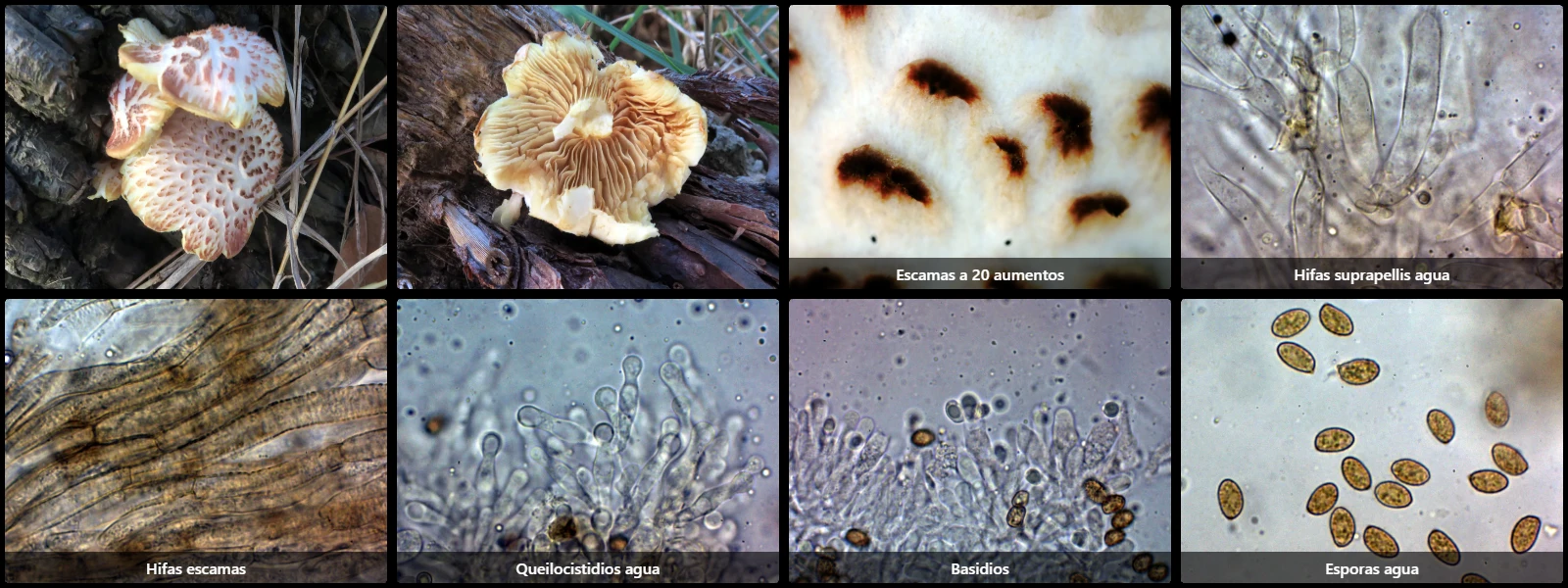 Gymnopilus palmicola