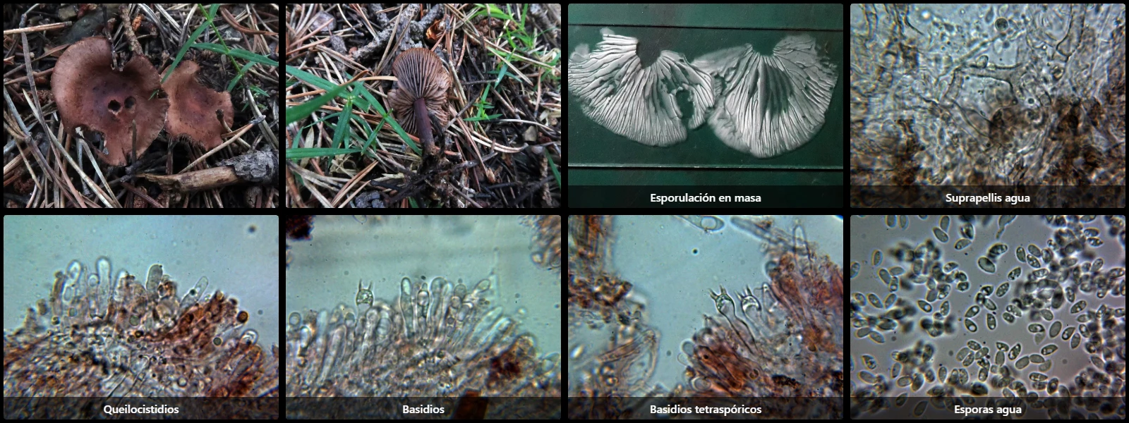 Gymnopus alkalivirens
