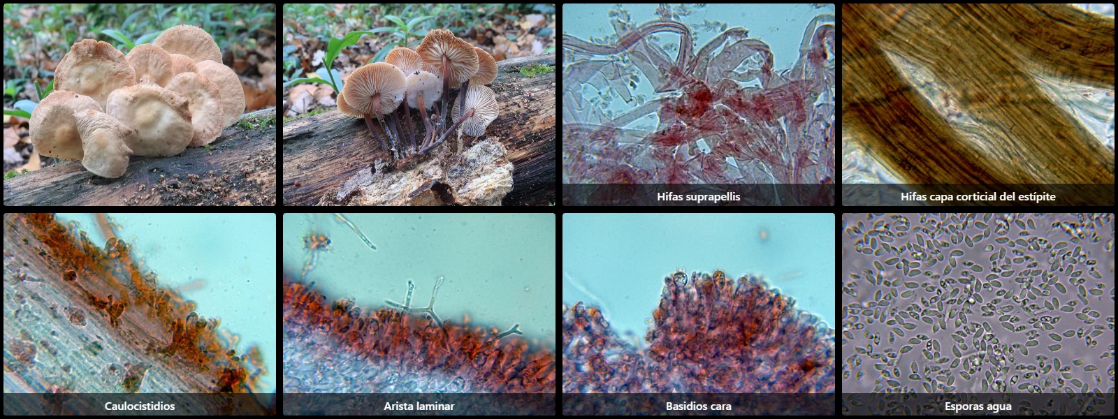 Microscopía de Gymnopus brassicolens