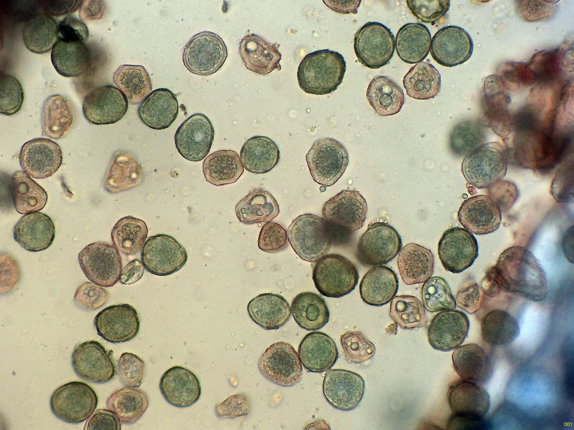 Eciosporas-001