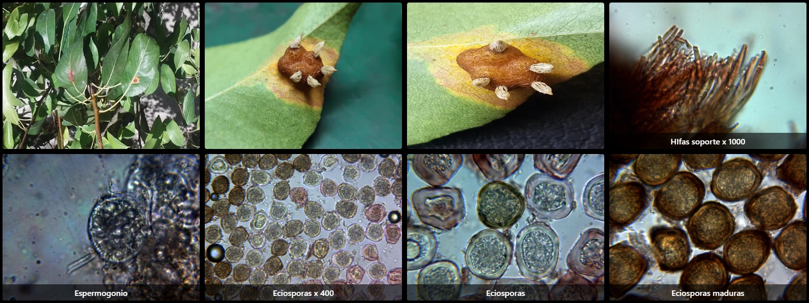 Gymnosporangium sabinae