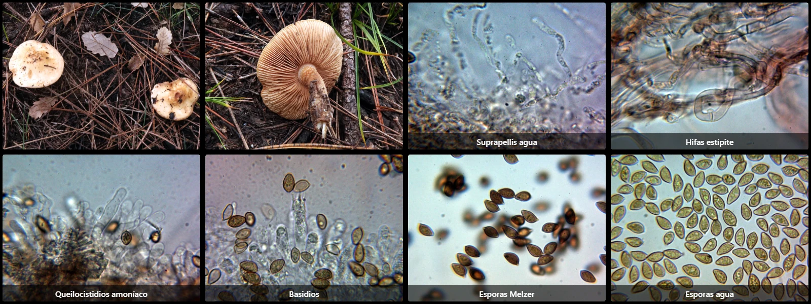 Hebeloma anthracophilum
