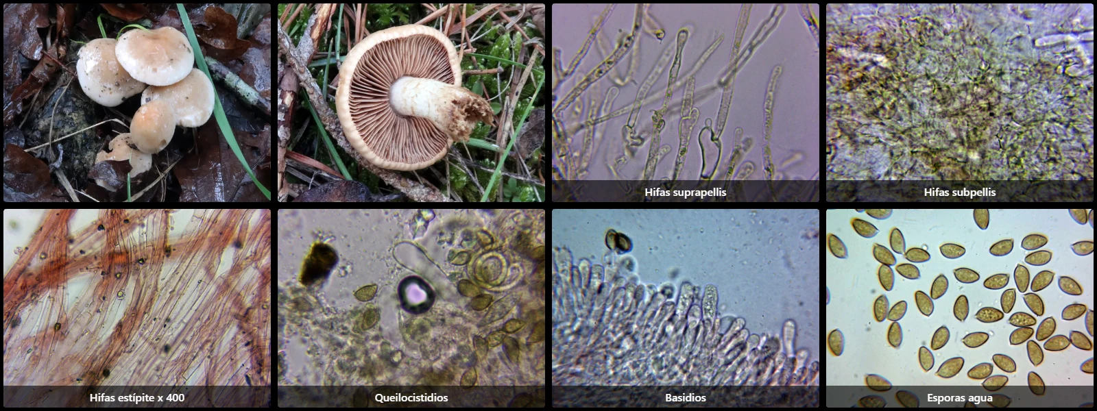 Hebeloma hiemale
