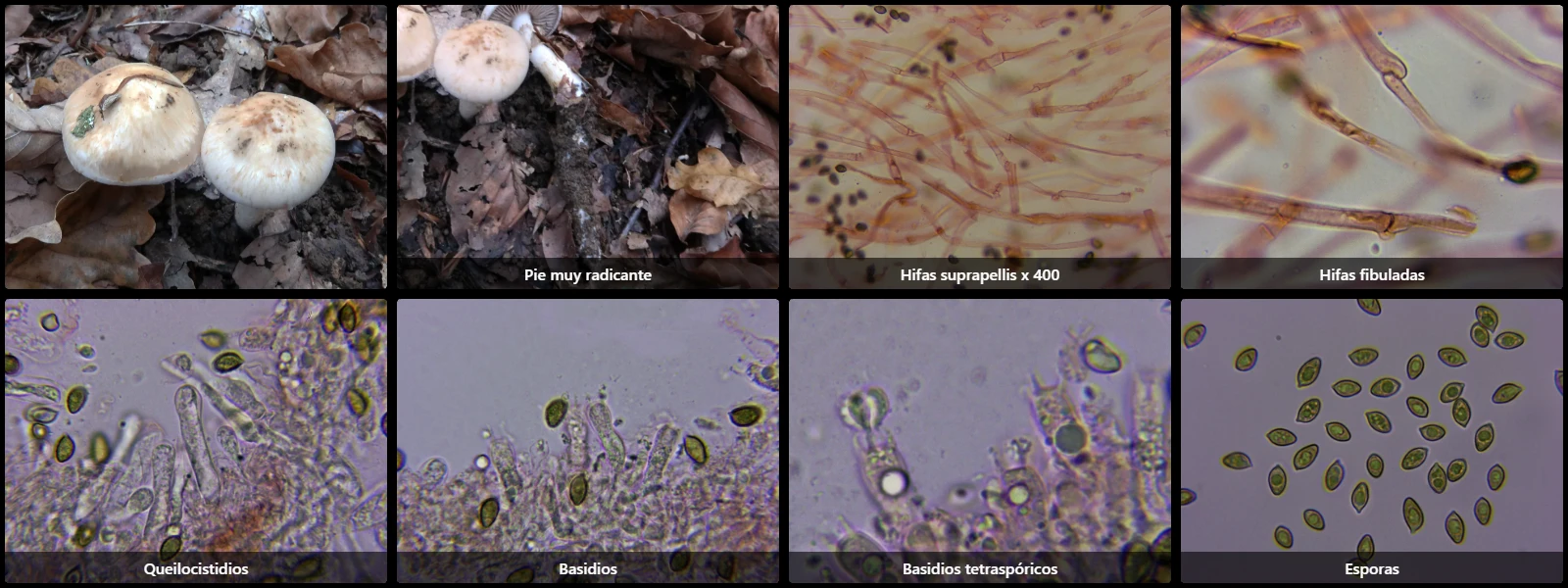 Hebeloma radicosum