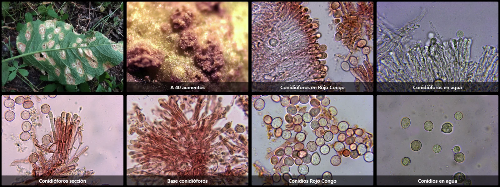 Helicobasidium purpureum
