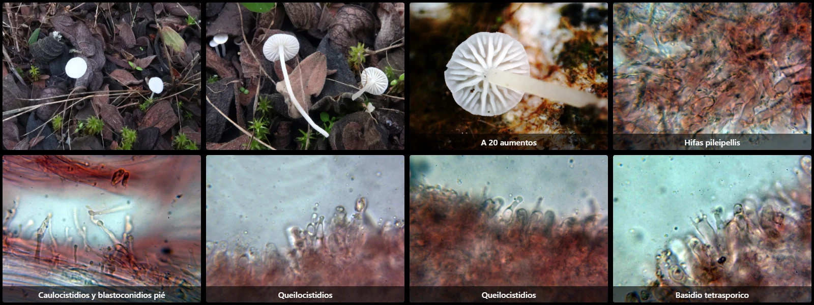 Hemimycena conidiogena