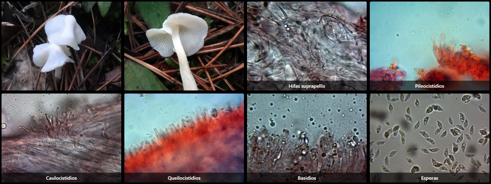 Hemimycena cucullata