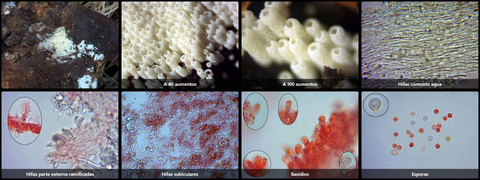 Henningsomyces puber