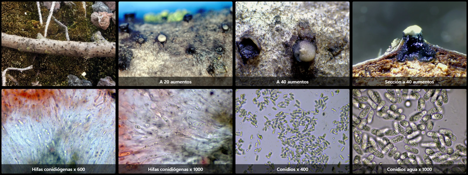 Hercospora tiliae